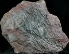 Moroccan Crinoid (Scyphocrinites) Fossil #28068-2